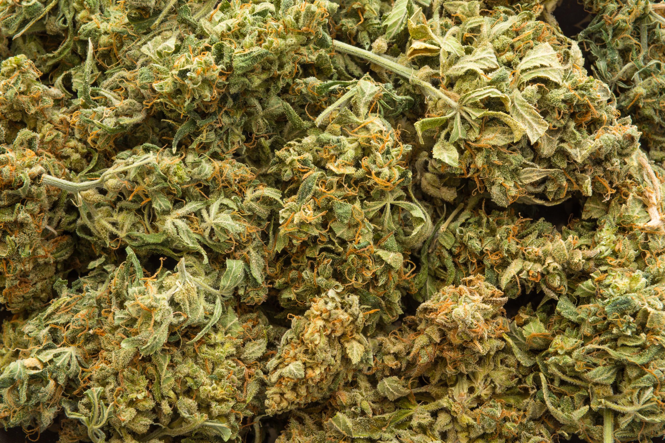 Bulk wholesale cannabis flower